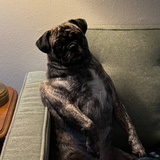 Entry image for Bowie McCune-Scruggs