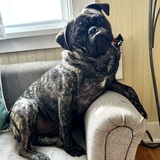 Entry image for Mardi Dick