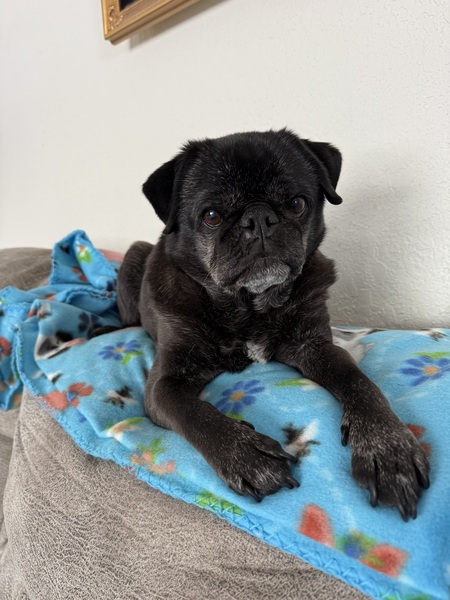 Entry image for Pablo. Clicking this image will show a larger photo