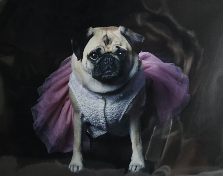 Entry image for CalamityJane . Clicking this image will show a larger photo