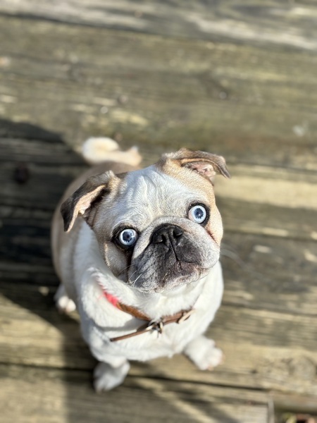 Entry image for Waffle. Clicking this image will show a larger photo