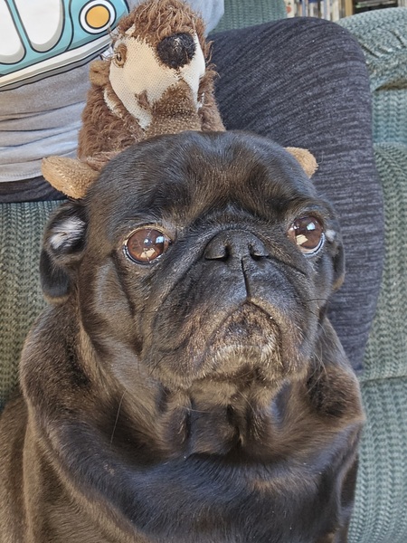 Entry image for Bernard. Clicking this image will show a larger photo