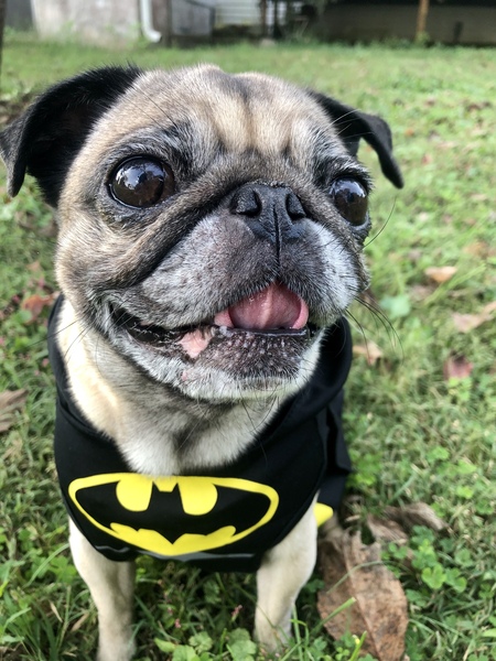 Entry image for Petunia (Tuni - for short). Clicking this image will show a larger photo