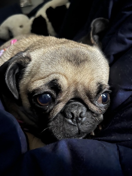 Entry image for Winnie. Clicking this image will show a larger photo