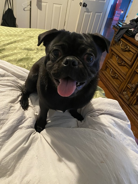 Entry image for Rico. Clicking this image will show a larger photo