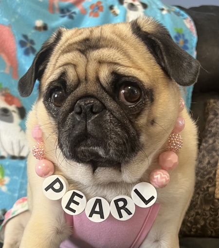 Entry image for Pearl. Clicking this image will show a larger photo