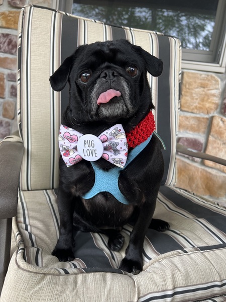 Entry image for Nemo. Clicking this image will show a larger photo