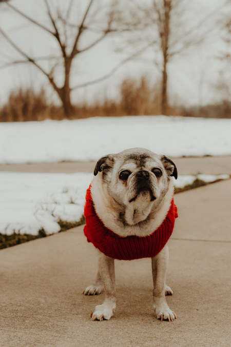 Entry image for Yoda. Clicking this image will show a larger photo