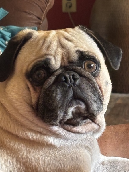 Entry image for Bruno Mars. Clicking this image will show a larger photo