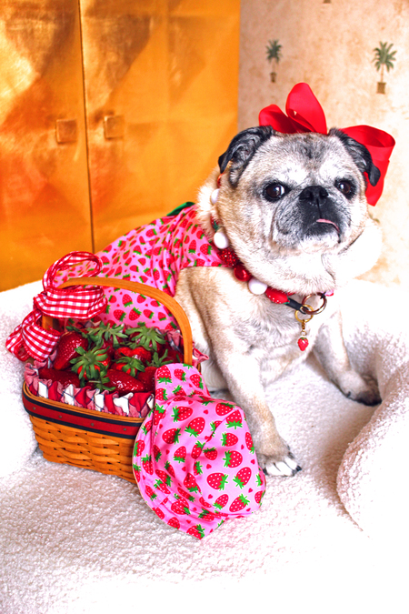 Entry image for Pippi Whitestocking. Clicking this image will show a larger photo