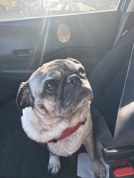 Entry image for Izzie Mae . Clicking this image will show a larger photo