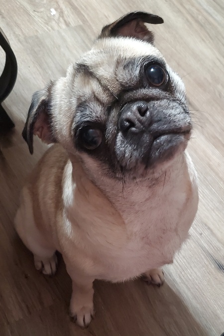 Entry image for Sugar Baby . Clicking this image will show a larger photo