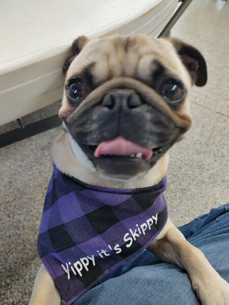 Entry image for Skippy. Clicking this image will show a larger photo