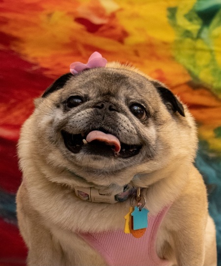 Entry image for CiCi. Clicking this image will show a larger photo