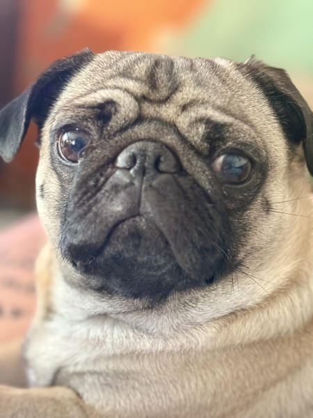 Entry image for Patti. Clicking this image will show a larger photo