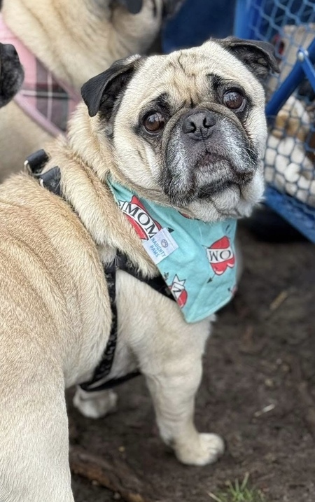 Entry image for Boomer. Clicking this image will show a larger photo