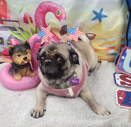 Entry image for Nala. Clicking this image will show a larger photo