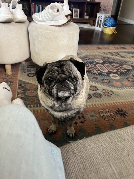 Entry image for Pickles. Clicking this image will show a larger photo