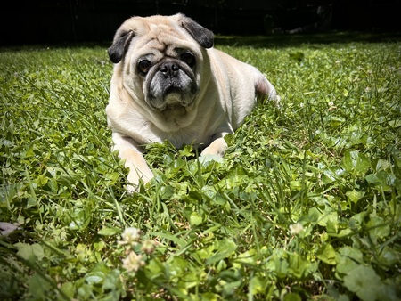 Entry image for Barnabas Collins Pug. Clicking this image will show a larger photo