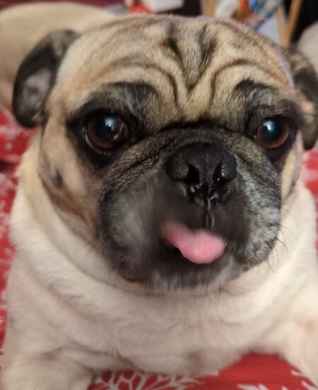 Entry image for Frank. Clicking this image will show a larger photo