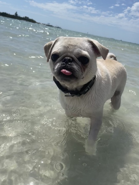 Entry image for Finnegan. Clicking this image will show a larger photo