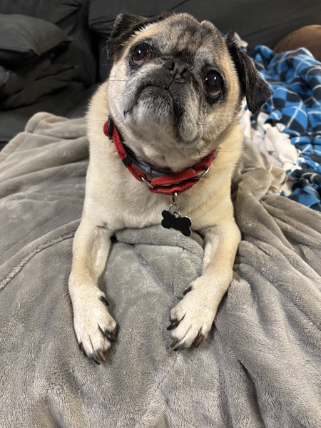 Entry image for Kreacher. Clicking this image will show a larger photo