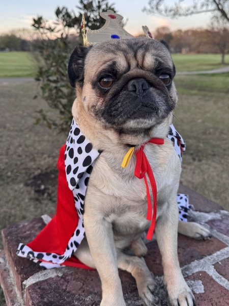 Entry image for Sputnik. Clicking this image will show a larger photo