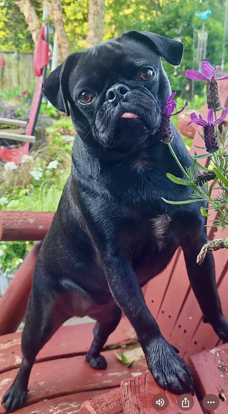 Entry image for Ellie. Clicking this image will show a larger photo