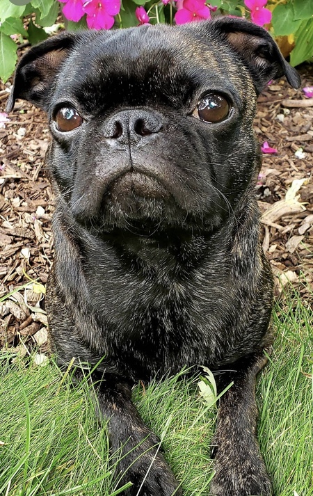 Entry image for Stella. Clicking this image will show a larger photo