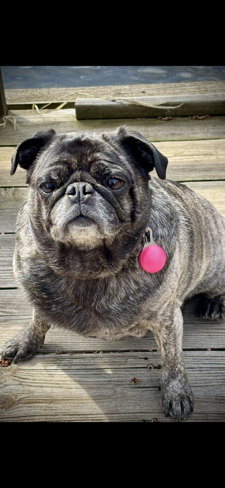 Entry image for Daisy Mae. Clicking this image will show a larger photo