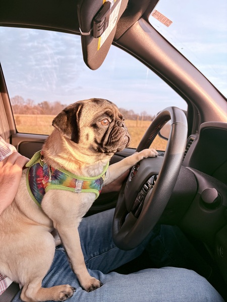 Entry image for Pancake. Clicking this image will show a larger photo