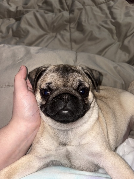 Entry image for Maple. Clicking this image will show a larger photo