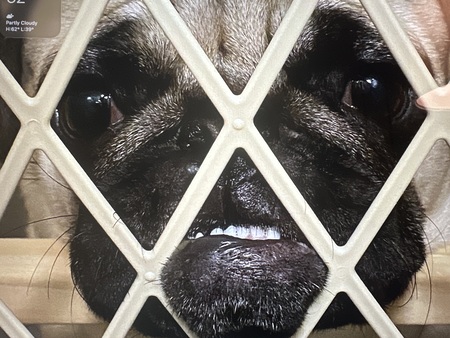 Entry image for Rose. Clicking this image will show a larger photo