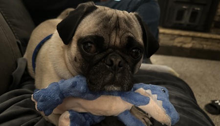 Entry image for Max. Clicking this image will show a larger photo