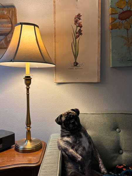 Entry image for Bowie McCune-Scruggs. Clicking this image will show a larger photo