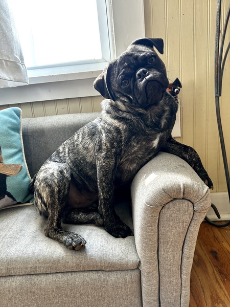 Entry image for Mardi Dick. Clicking this image will show a larger photo