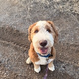 Entry image for Waffles