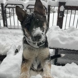 Entry image for Halo