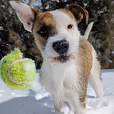 Entry image for Shark