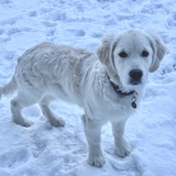 Entry image for Siouxsie Cloud Dancer