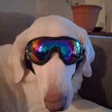 Entry image for Roamy