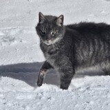 Entry image for Tigger