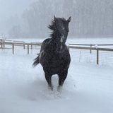 Entry image for Jasper