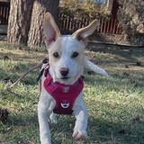 Entry image for Bridget