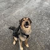 Entry image for Vader