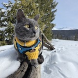 Entry image for JASPER