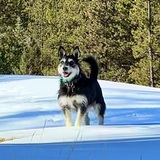 Entry image for Xena