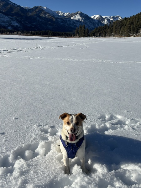 Entry image for Leo. Clicking this image will show a larger photo