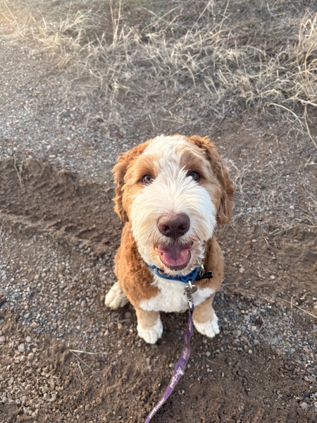 Entry image for Waffles. Clicking this image will show a larger photo