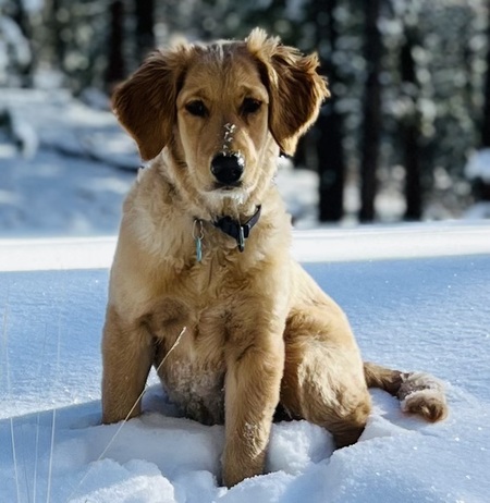 Entry image for Emmie. Clicking this image will show a larger photo